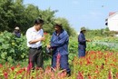 Lê Thanh Trà hướng dẫn công nhân chăm sóc hoa